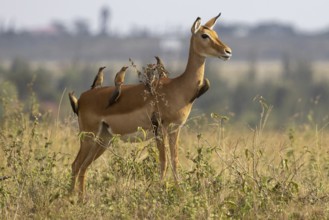 Eight oxpeckers cleaning a released impala in Nairobi National Park