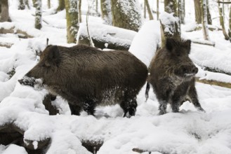Two wild boars in the snowy forest