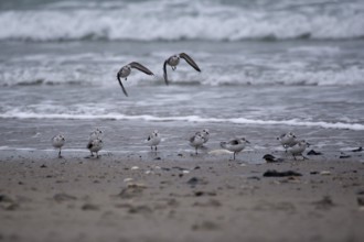 Running and soaring sanderlings on the beach of Heligoland