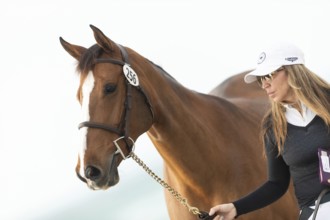 Horses, grooms and riders take part in the vet check assessing the health of the horse before