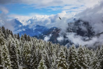 Evergreen forests in the valley covered with the first snow. On the Alpine Pass Giau of the