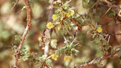 A butterfly rests on thorny twigs with yellow flowers in a dry, warm environment, a thistle