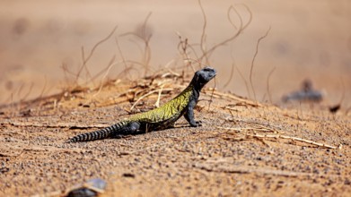 A lizard sits on sandy ground with dry branches in the desert, North African Thorntail Agama