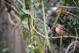 Common male chaffinch in the forest