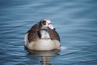 Duck (anatis) Offenbach am Main, Germany, Europe