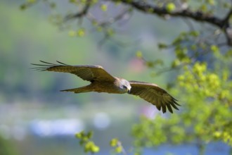 A black kite (Milvus migrans) flies low over a green landscape in spring, Kellerwald National Park,