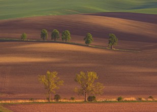 Rural abstract landscape with chestnut alley in South Moravia, Czech Republic, Europe