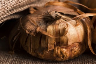 Gladiola bulbs ready to plant in the spring garden