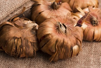 Gladiola bulbs ready to plant in the spring garden