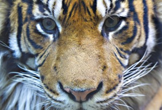 Portrait of a male tiger head