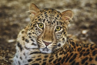 Closeup Portrait of Leopard (Panthera Pardus) Vienna, Austria, Europe