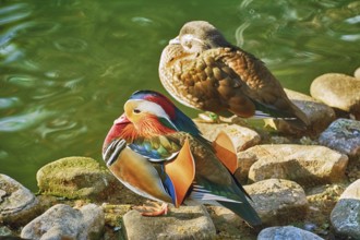 Mandarin Ducks On Stones near the Pond Varna, Bulgaria, Europe