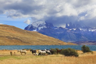 Chilean Andes. Fabulous lake Laguna Azul. Distance are seen three rocks Torres del Paine. On the