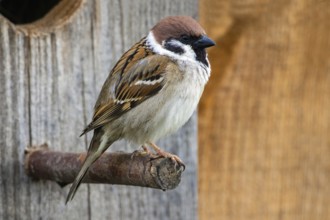 tree sparrow