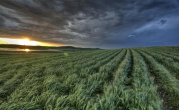 Sunset nad durum wheat crop storm clouds