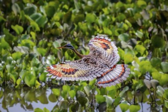 High angle view of beautiful Sunbittern in flight against green background with wonderful patterned