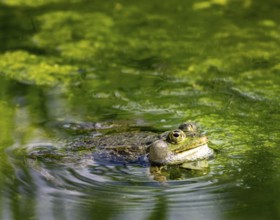 Closeup of a green frog in pond full of algae