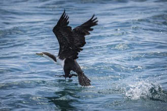 Phalacrocorax varius, also known as the magpie cormorant, starts, Monkey Mia, Shark Bay, Western