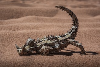Thorny devil, or thorny devil (Moloch horridus), also Moloch, Shark Bay, Western Australia,