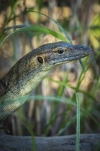 Mertens' monitor lizard (Varanus mertensi), Litchfield National Park, Northern Territory,