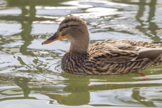 Wild duck Mallard Anas platyrhynchos. Female Duck