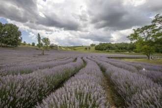 Beautiful summer evening in a lavender field. Large blue lavender bushes blooming in a cultivation