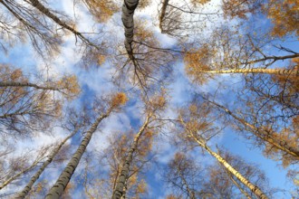 Looking up in a birch trees. Beautiful nature background. Low angle shot