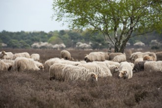 Sheep herd grazing in moorland at spring