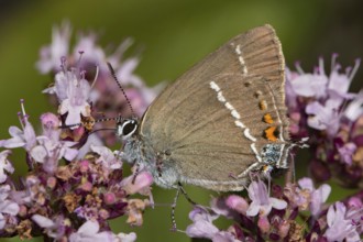 Buckthorn Fritillary (Satyrium spini)