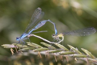 Horseshoe damselfly - Coenagrion puella - during mating (Coenagrion puella)