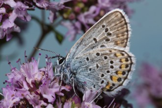 Argus Blue, White Clover Blue (Plebejus argus)
