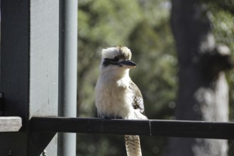 A little bird is sitting on the window