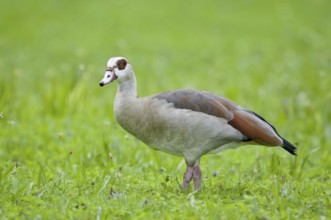 Egyptian goose (Alopochen aegyptiacus)