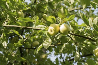 Gelber Richard, German apple cultivar, Germany, Europe