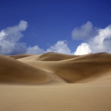 Desert dunes sand in Maspalomas Oasis Gran Canaria at Canary islands
