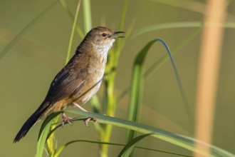 African Bush Warbler, Bradyperus baboecala, Little Rush Warbler, Little Rush Warbler, Mégalure