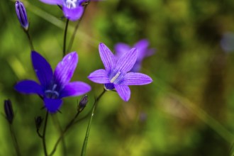 Meadow bellflower, Campanula patula, Veitsch, Styria, Austria, Europe