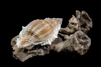 Close-up of a Bursa spinosa seashell displayed on textured driftwood against a black background,