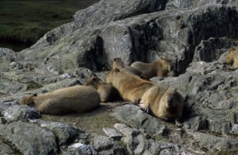 Chacoan mara (Dolichotis salinicola)