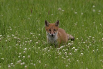 Fox (Vulpes vulpes)
