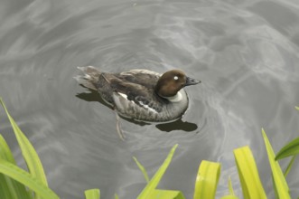 Bufflehead duck, female (Bucephala albeola)