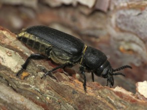 Forest ram (Spondylis buprestoides)
