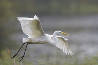 Great White Egret (Casmerodius albus)