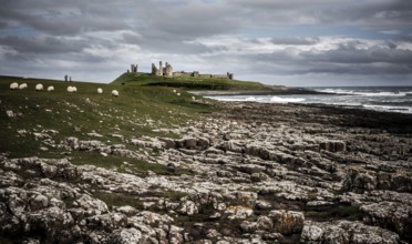 The ruins of Dunstanburgh Castle sits high along the rocky coastline of Northumberland County and