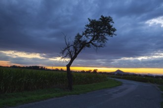 On the empty road between fields before harvesting at dramatic sunter. On the horizon silhouette of