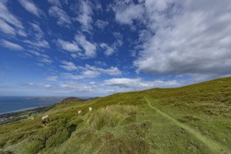 Rolling countryside with green meadows, sheep and stone wall, dry stone wall on the edge of