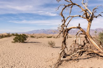 Scenic Mesquite Flat Sand Dunes in the Death Valley, USA, North America