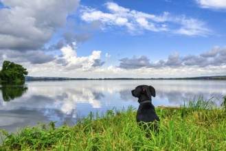 Dog looks interested at a lake with blue sky and beautiful clouds