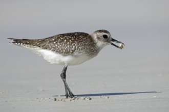 Little Ringed Plover, Pluvialis squatarola