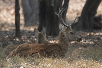 Sambar (Cervus unicolor), roe deer, horse deer, noble deer, resting in the shade, Kanha National